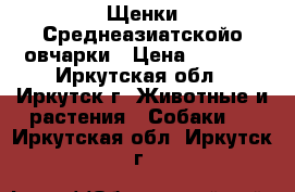 Щенки Среднеазиатскойо овчарки › Цена ­ 6 000 - Иркутская обл., Иркутск г. Животные и растения » Собаки   . Иркутская обл.,Иркутск г.
